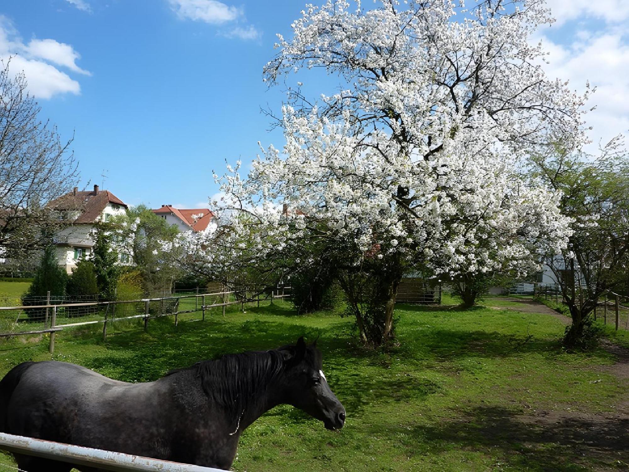 Ferienwohnung Diepold Wasserburg Exterior foto